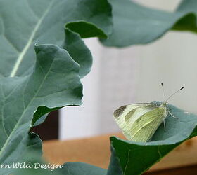 how to feed a caterpillar, gardening, how to