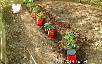 Tomate Companion Planting