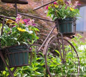 10 gardening tips for beginners, container gardening, flowers, gardening, homesteading
