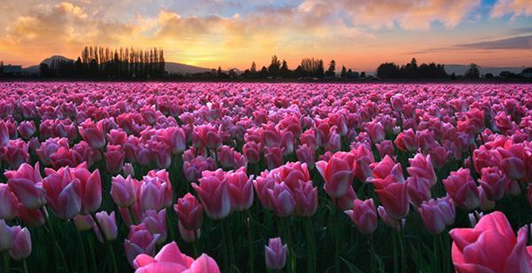 color crush em tulipas
