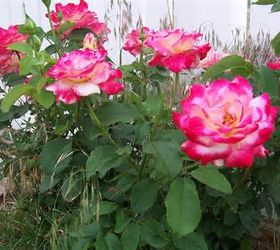 epsom salt for roses you are going to love the way your roses look, flowers, gardening, repurposing upcycling