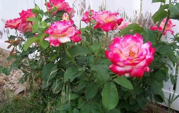 Epsom Salt for Roses: You Are Going to Love the Way Your Roses Look