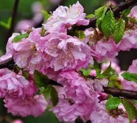 some of the prettiest shrubs care pruning and planting, flowers, gardening, how to, Double Flowering Almond