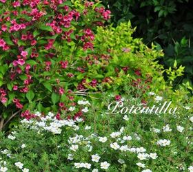 some of the prettiest shrubs care pruning and planting, flowers, gardening, how to