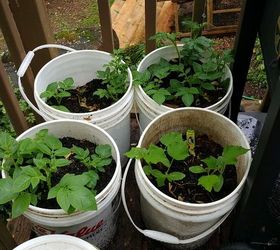 potatoes in 5 gal buckets, container gardening, gardening, homesteading, 3 potato 1 cucumber