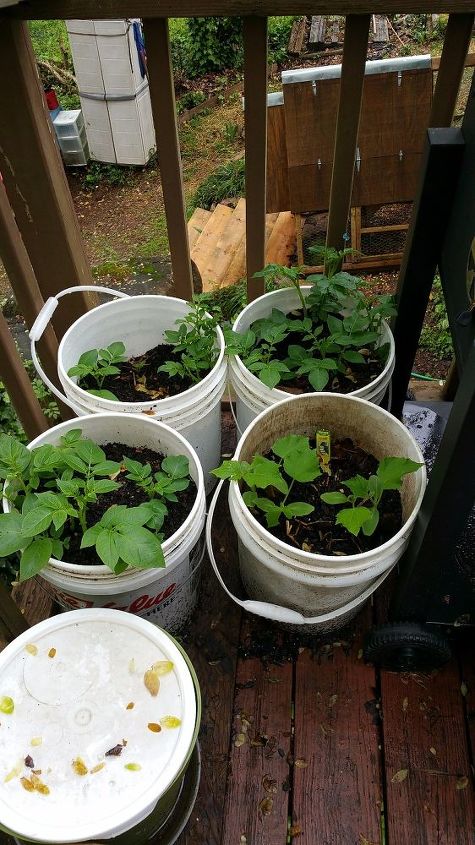 potatoes in 5 gal buckets, container gardening, gardening, homesteading, 3 potato 1 cucumber