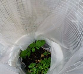 potatoes in 5 gal buckets, container gardening, gardening, homesteading, that should do it