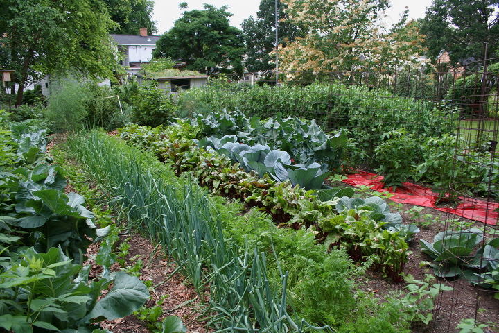 q landscaping a veggie garden for a modern home, gardening, homesteading, landscape, Photo taken from the internet but about half the garden I want
