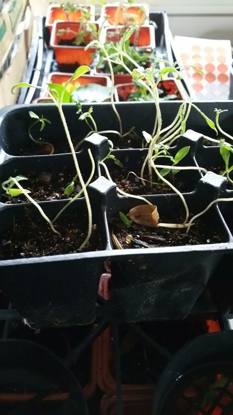 q leggy seedlings what next, container gardening, gardening, tomatoes