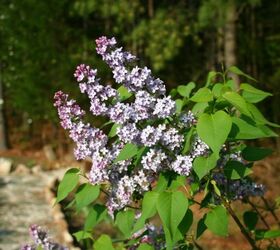 flower garden design ideas, flowers, gardening, landscape