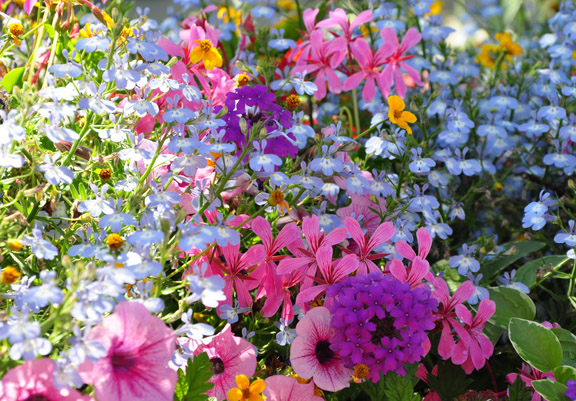 annual perennial and biennial plants what s the difference, flowers, gardening, A mix of annuals