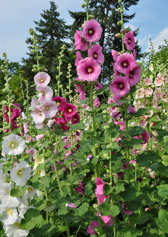 annual perennial and biennial plants what s the difference, flowers, gardening, Hollyhocks which are biennial flowers
