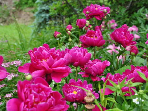 annual perennial and biennial plants what s the difference, flowers, gardening, Peonies are a long lived perennial