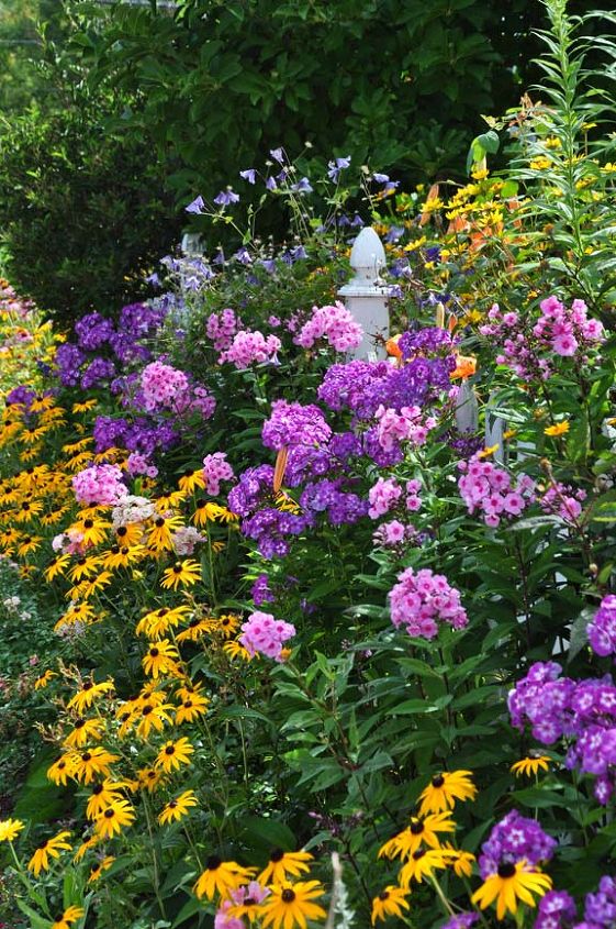 annual perennial and biennial plants what s the difference, flowers, gardening