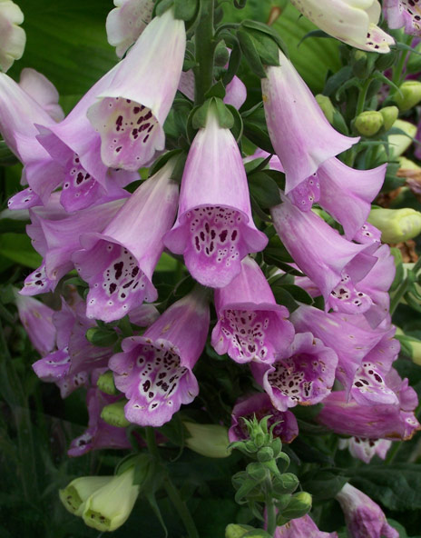how to grow foxgloves, flowers, gardening, how to