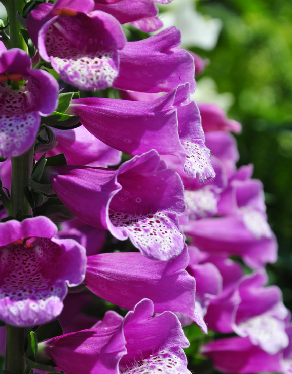 how to grow foxgloves, flowers, gardening, how to