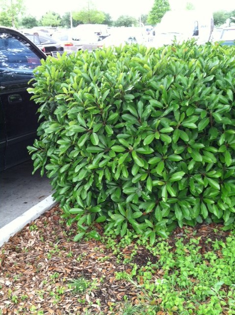 q what is this shrub bush, gardening, outdoor living