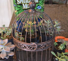 how to make a succulent birdcage wreath, crafts, flowers, gardening, how to, repurposing upcycling, succulents