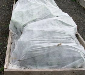 Using Row Covers to Give Your Brassicas a Boost!