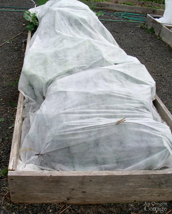using row covers to give your brassicas a boost, gardening, homesteading, pest control