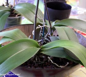 how to plant a phalaenopsis moth orchid bowl, container gardening, flowers, gardening, home decor, how to