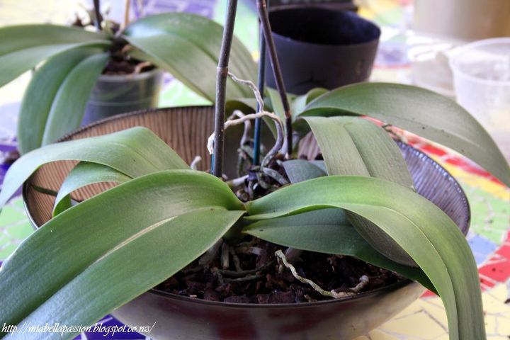 how to plant a phalaenopsis moth orchid bowl, container gardening, flowers, gardening, home decor, how to