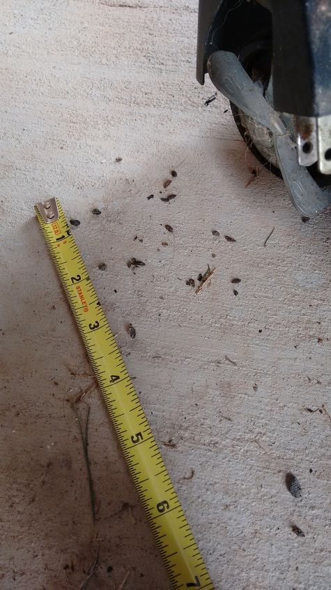 q don t know what is leaving these tiny poops but it s not mice, outdoor living, pest control, I used a measuring tape to try and size it the best I could
