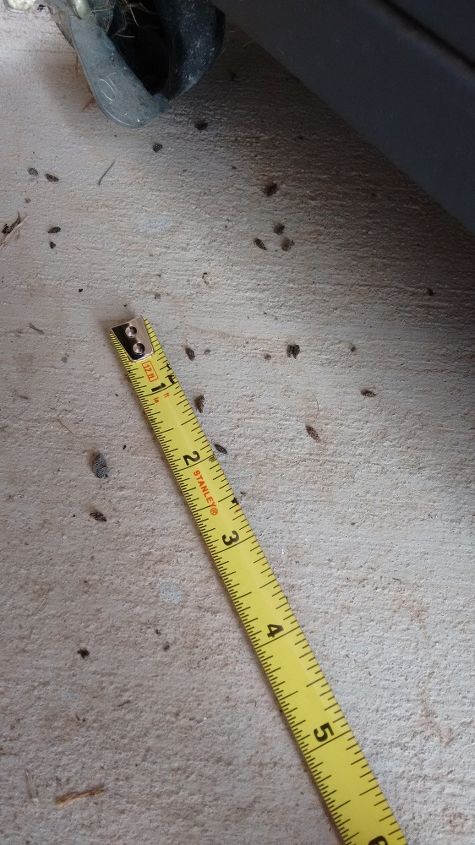 q don t know what is leaving these tiny poops but it s not mice, outdoor living, pest control, Here s a better one These droppings tend to be mostly behind the grill