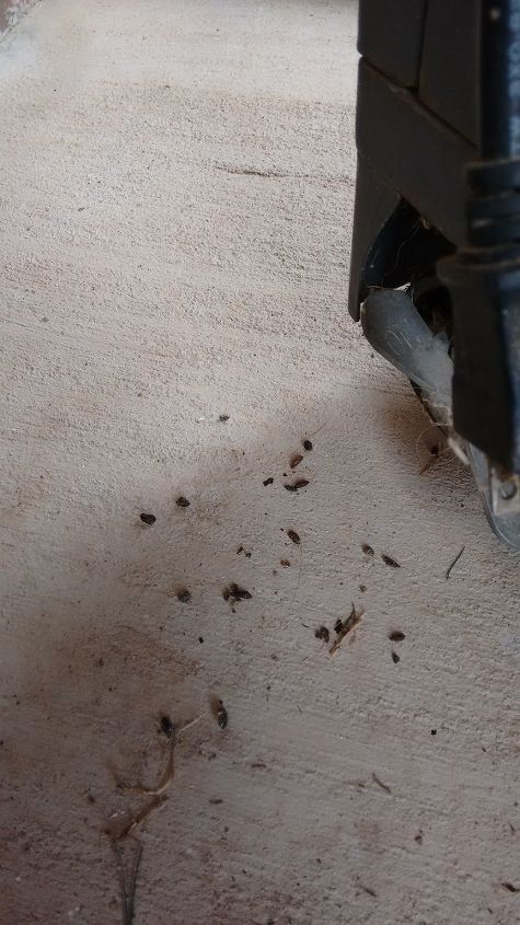 q don t know what is leaving these tiny poops but it s not mice, outdoor living, pest control