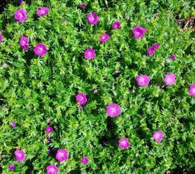 q what kind of perennial is this, container gardening, flowers, gardening, perennial, What is this Low growing perennial spreads mounds