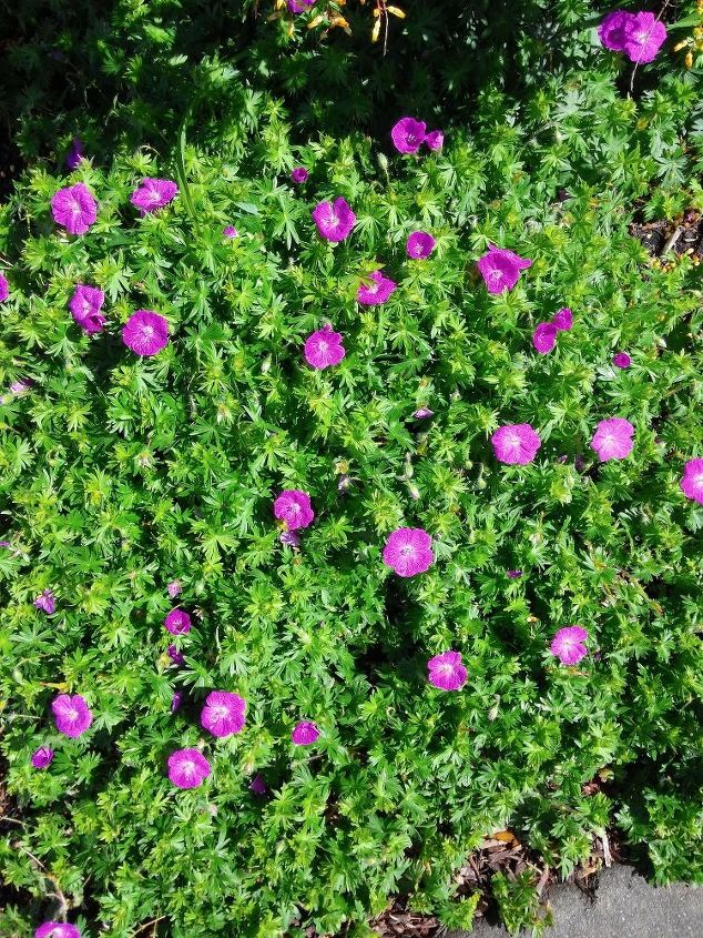 q what kind of perennial is this, container gardening, flowers, gardening, perennial, What is this Low growing perennial spreads mounds