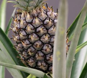 how to grow pineapples, container gardening, gardening, homesteading, how to