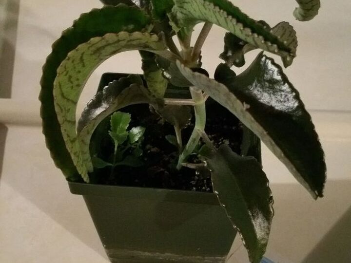 q what kind of plant is this, container gardening, gardening, succulents, Side view of plant Can see smaller plant next to it was made from the spike on the leaves