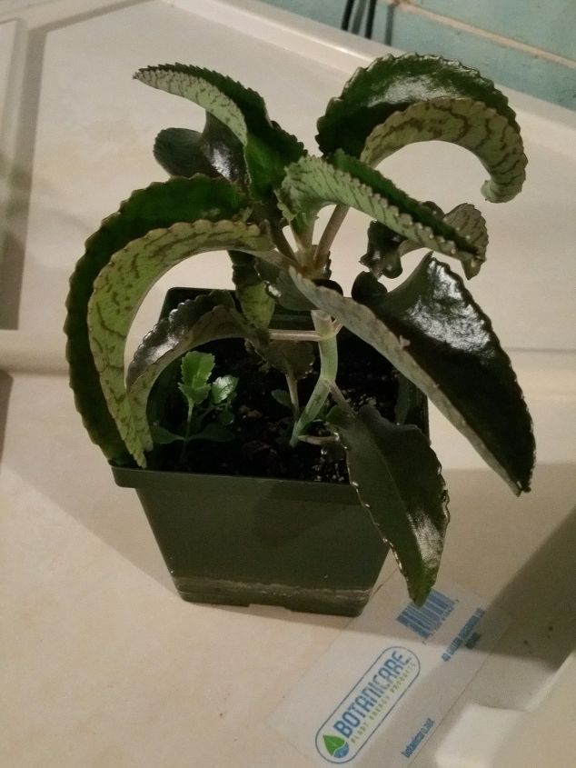q what kind of plant is this, container gardening, gardening, succulents, Side view of plant Can see smaller plant next to it was made from the spike on the leaves