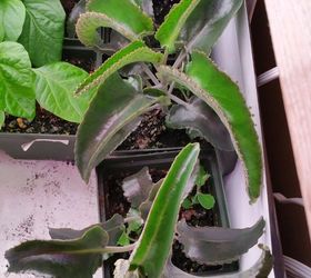 q what kind of plant is this, container gardening, gardening, succulents, Top view of plant