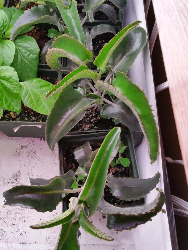 q what kind of plant is this, container gardening, gardening, succulents, Top view of plant