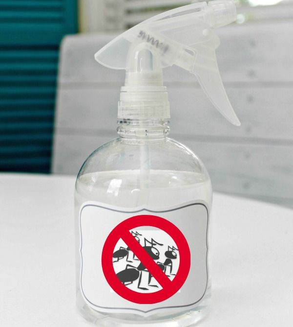 spray disuasorio para hormigas diy
