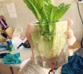 regrowing lettuce on my kitchen counter, container gardening, gardening, homesteading