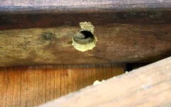 Reparar los daños de las abejas carpinteras