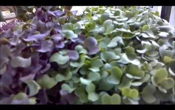 Vegetables in 7 Days! Grow Microgreens!