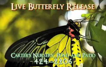 Butterfly Workshop & Release
