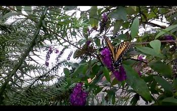 The Busy Butterfly Bush