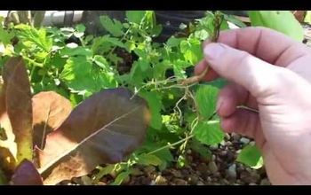 EZ Way to Make Your Stevia Multiply!     Tested Method With Sand...