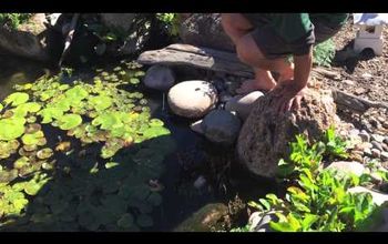 How to Transplant an Aquatic Plant in Your Pond