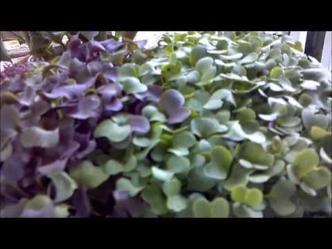 microgreens good for you and easy, composting, gardening, go green, homesteading, Grow Micro Greens by Caley s Kitchen Garden