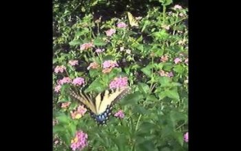 nice butterfly video