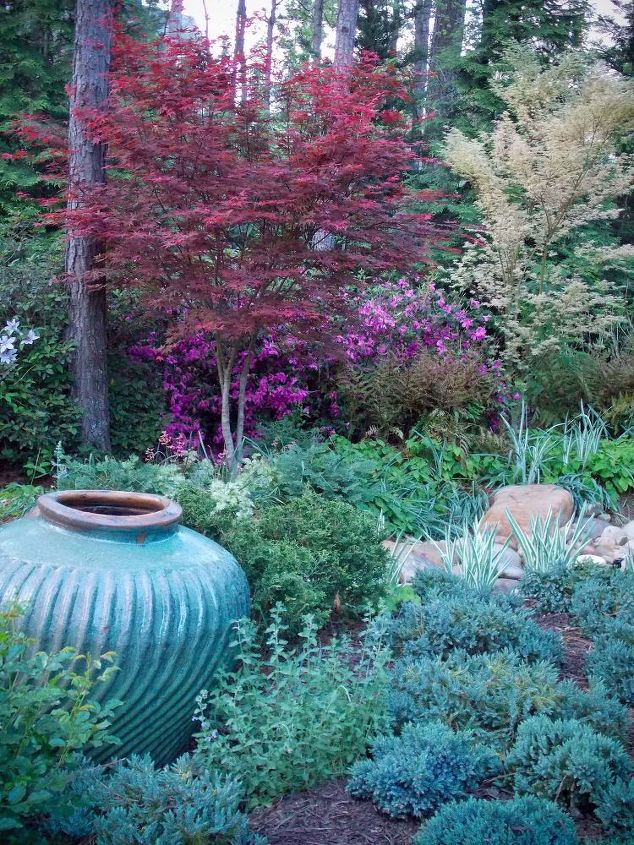 como criar cores de primavera com bordos japoneses e conferas no meu jardim