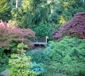 creating spring color with japanese maples and conifers in my garden, gardening, landscape