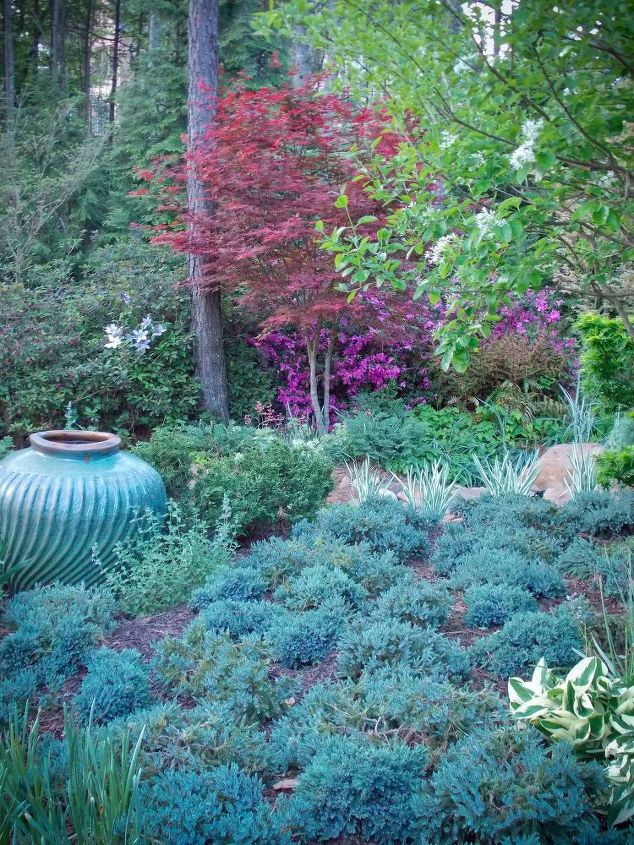 creating spring color with japanese maples and conifers in my garden, gardening, landscape