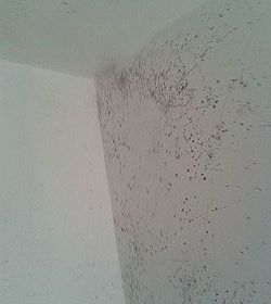 how i got rid of mold on my bathroom ceiling12, bathroom ideas, cleaning tips, Corner of the bathtub ceiling was the worst